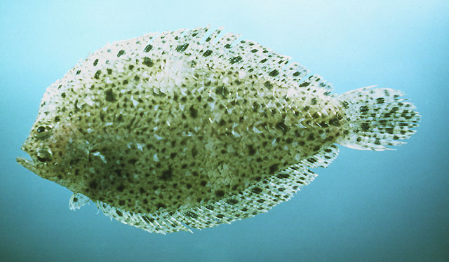 Citharichthys macrops Dresel, 1885